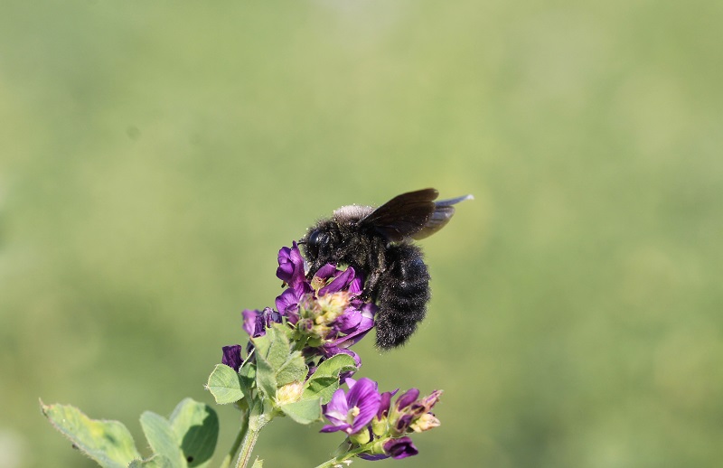 Apidae: Xylocopa violacea maschio